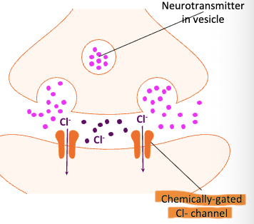 <ul><li><p>Neurotransmitter binds receptor/opens channel</p></li><li><p>Cl- diffuses into the cell (Influx)</p></li><li><p>Hyperpolarization (more negative)</p></li><li><p>IPSP</p></li></ul><p></p>