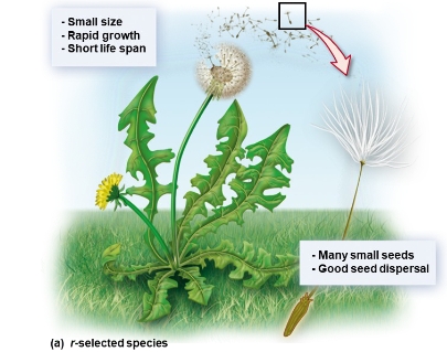 <p>thrive in unpredictable environments, with high fecundity and low parental investment often influenced by density-independent factors</p>