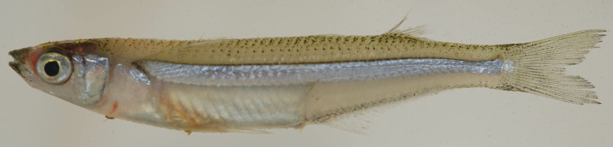 <p>Rough silver stripe, dark spots on back, two dorsal fins</p>