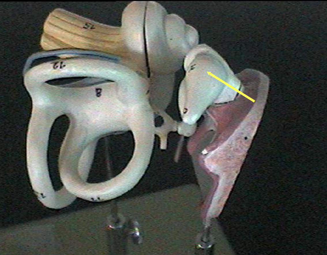 <p>Identify the ear parts. </p>