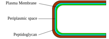 <p>gram positive or negative </p>