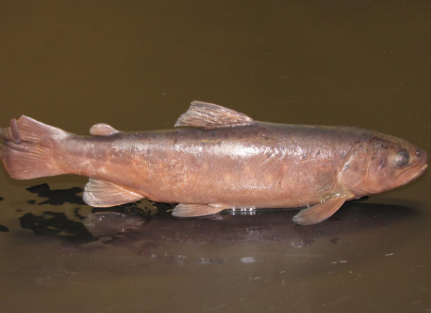 <p>Common name, Family, Scientific Name?</p>