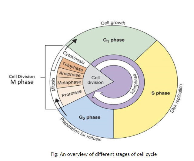 <p>M Phase</p>
