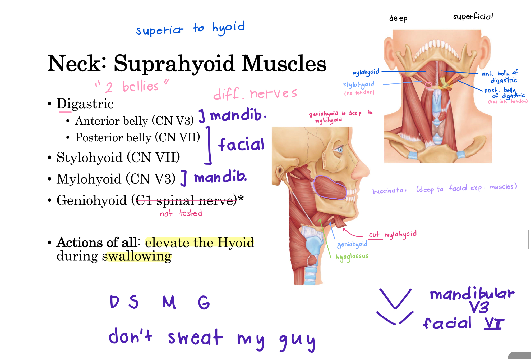 <ul><li><p>Digastric</p><ul><li><p>anterior belly (CN V3 mandibular n.)</p></li><li><p>posterior belly (CN VII facial n.)</p></li></ul></li><li><p>Stylohyoid (CN VII facial n.)</p></li><li><p>Mylohyoid (CN V3 mandibular n.)</p></li><li><p>Geniohyoid (deep to mylohyoid)</p></li></ul><p></p><p>“Don’t Sweat My Guy”</p><p></p><p>Action of all: elevate the Hyoid during swallowing.</p><p></p><p></p><p>top <strong>V</strong>: CN <strong>V</strong>3 Mandibular n.</p><p>bottom strands: facial n.</p>