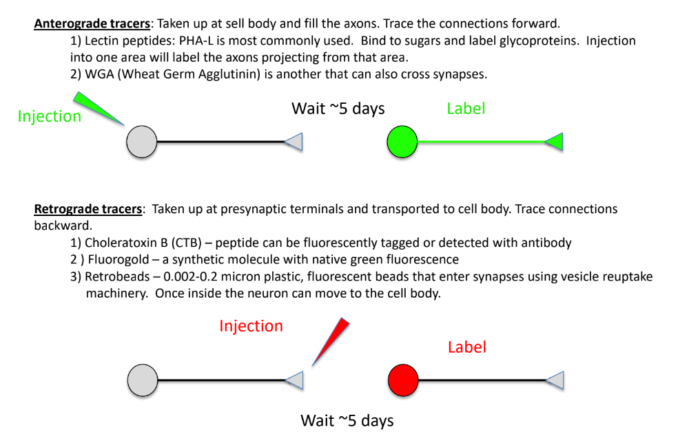 <p><strong><u>anterograde tracing</u></strong> — identify where axons project to </p><p>(aka the post- of this neuron)</p><ul><li><p>tracer into soma &amp; moves along the axon to the distal region/terminal</p></li><li><p>labels the axon + terminal</p></li></ul><p><strong><u>retrograde tracing</u></strong> — identify the neurons that give input to this cell </p><p>(aka the pre- of this neuron)</p><ul><li><p>tracer into terminal or fiber tract &amp; moves to soma</p></li><li><p>labels the soma</p></li></ul><p>^^ both require waiting ~5 days for the results</p><p>_</p><p>it travels along <u>microtubules </u>(used for long-distance transport)</p>