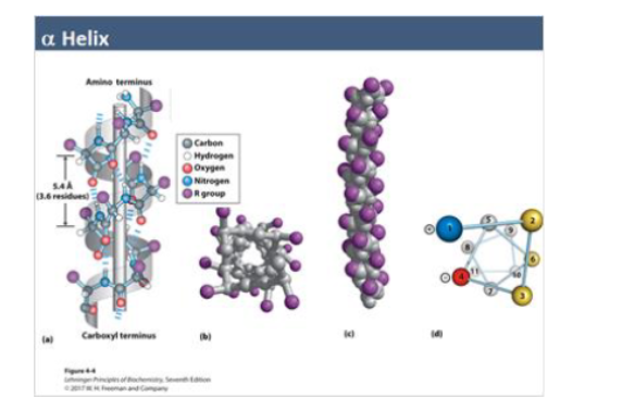 <ul><li><p>helical coil (3.6 residues/turn) </p></li><li><p>stabilized by H bonds (i → i + 4) <br></p></li><li><p>key features: </p><ul><li><p>R-groups pt outward </p></li><li><p>has a dipole: </p><ul><li><p>N-terminus → + </p></li><li><p>C-terminus → -<br></p></li></ul></li></ul></li><li><p>AA effects: </p><ul><li><p>alanine → stabilizes helix </p></li><li><p>proline → breaks helix (rigid kink) </p></li><li><p>glycine → too flexible<br></p></li></ul></li><li><p>structure depends on BOTH sequence + residue positioning</p></li></ul><p></p>