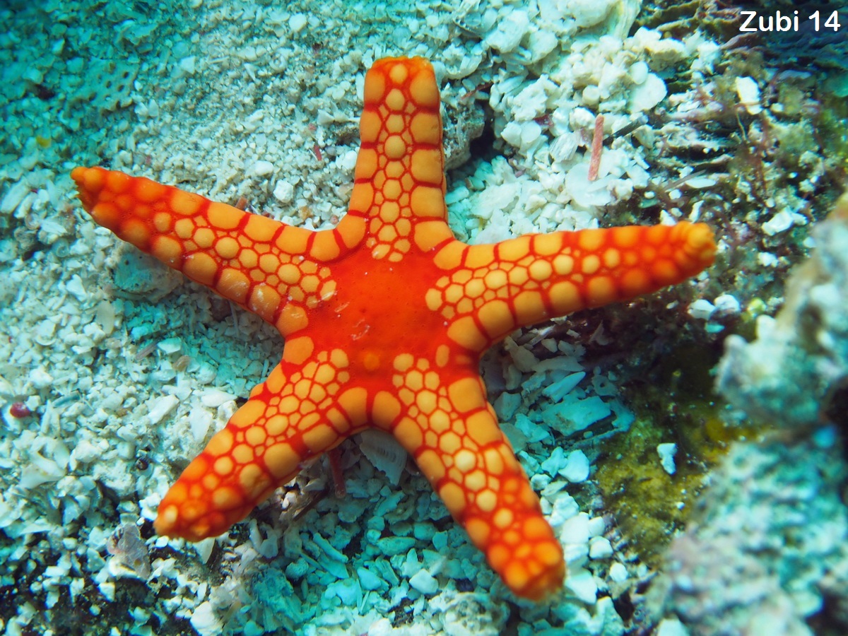 <p>Starfish</p><p>Sea urchins</p><p>Sea cucumbers</p><p>Snow-moving, omni-directional, heterotrophs, with spines for protection</p><p>Arms with gripping suction cups for locomotion and predation</p>