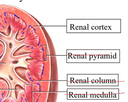 <p>The outer wall</p><p></p><p>nephrons found here</p><p></p><p>blood filtration, urine formation, fluid homeostasis</p>