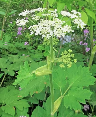 <p>Heracleum maximum</p>