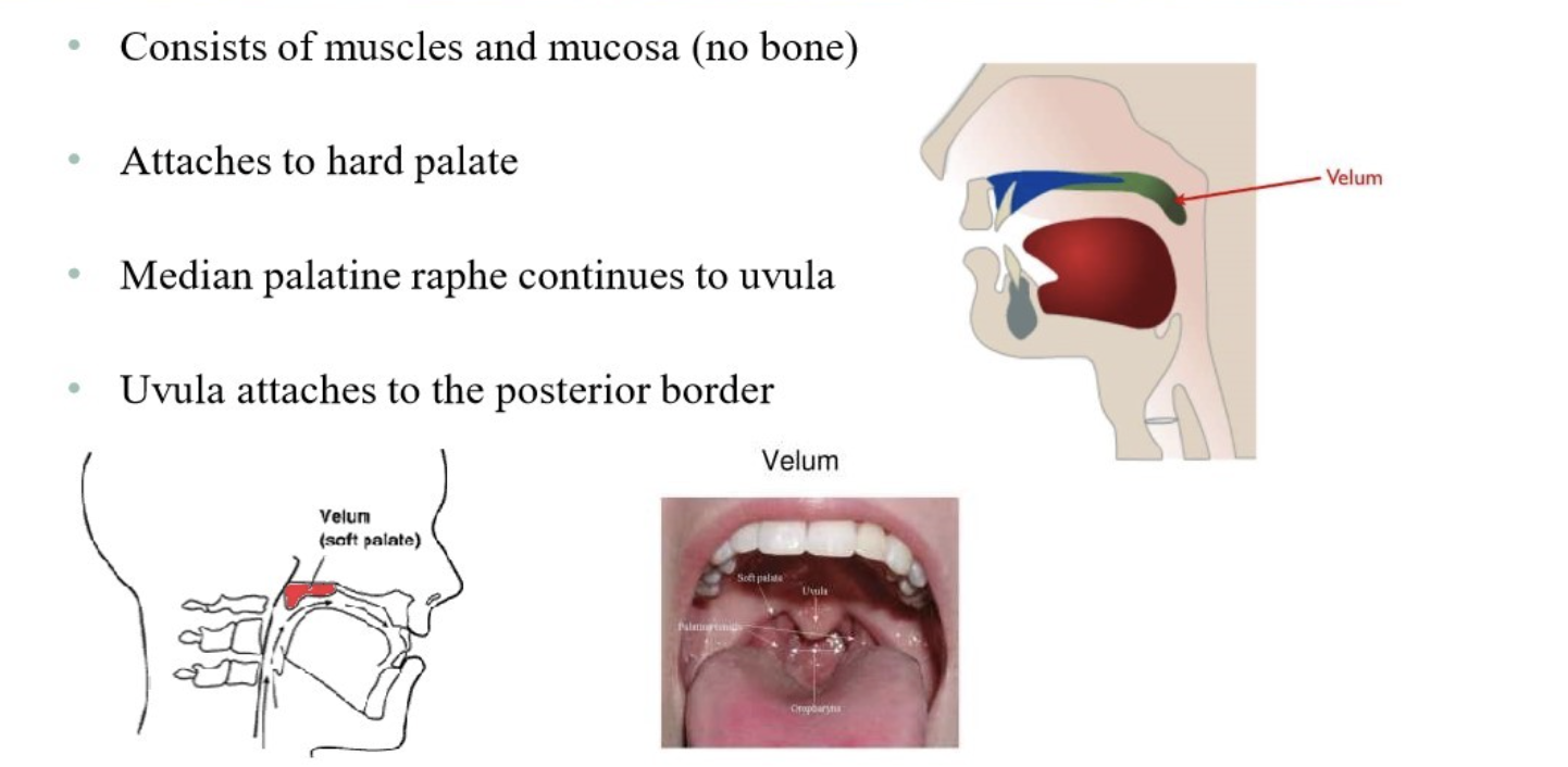 <ul><li><p>consists of muscles & mucosa (no bone)</p></li><li><p>attaches to hard palate</p></li><li><p>median palatine raphe continues to uvula</p></li><li><p>uvula attaches to posterior border </p></li></ul><p></p>