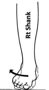 <p>turns the sole of the foot laterally</p>