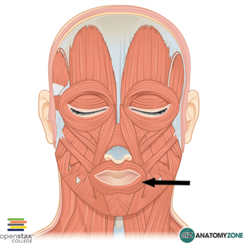 <p>oribicularis oris</p>