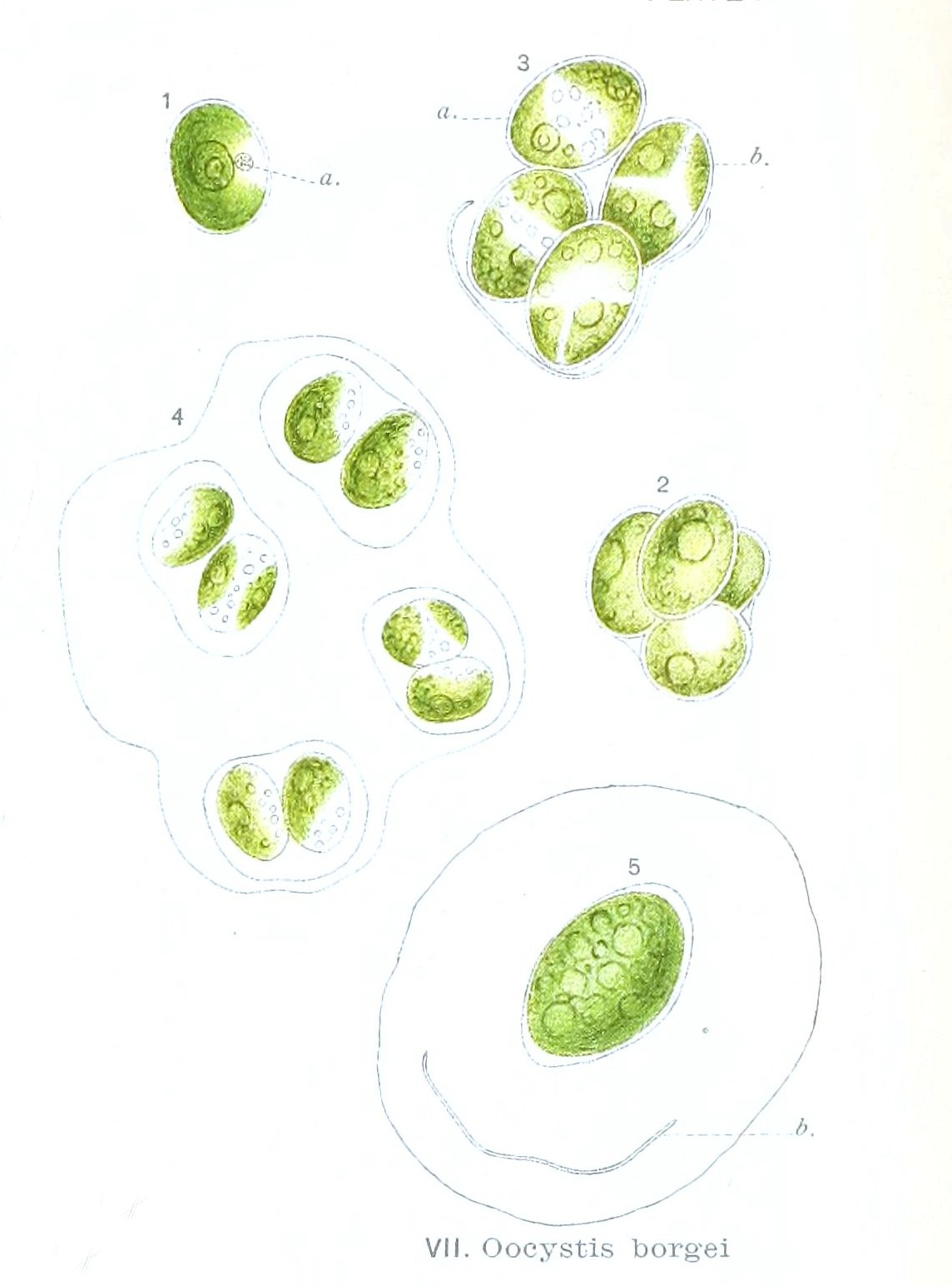 <p>Identify</p>