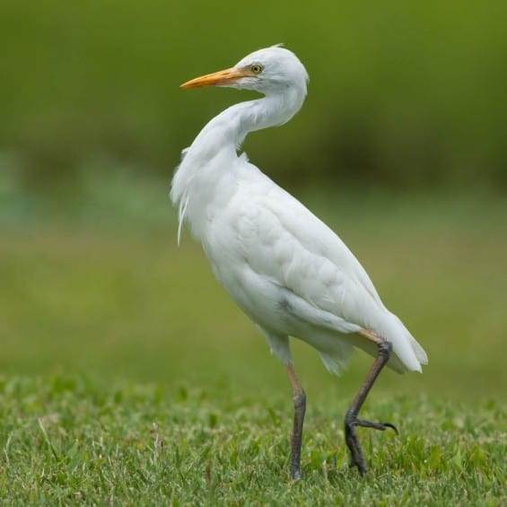 <p>Cattle Egret</p>