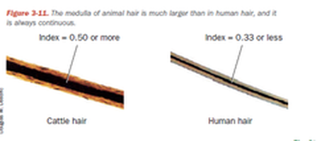<p>Human = medullary index of 0.33 or lower, consistent pigmentation, and a flattened tile scale pattern.</p><p>Animal = medullary index of 0.5 or higher, distinct colour banding, and complex cuticle patterns.</p>