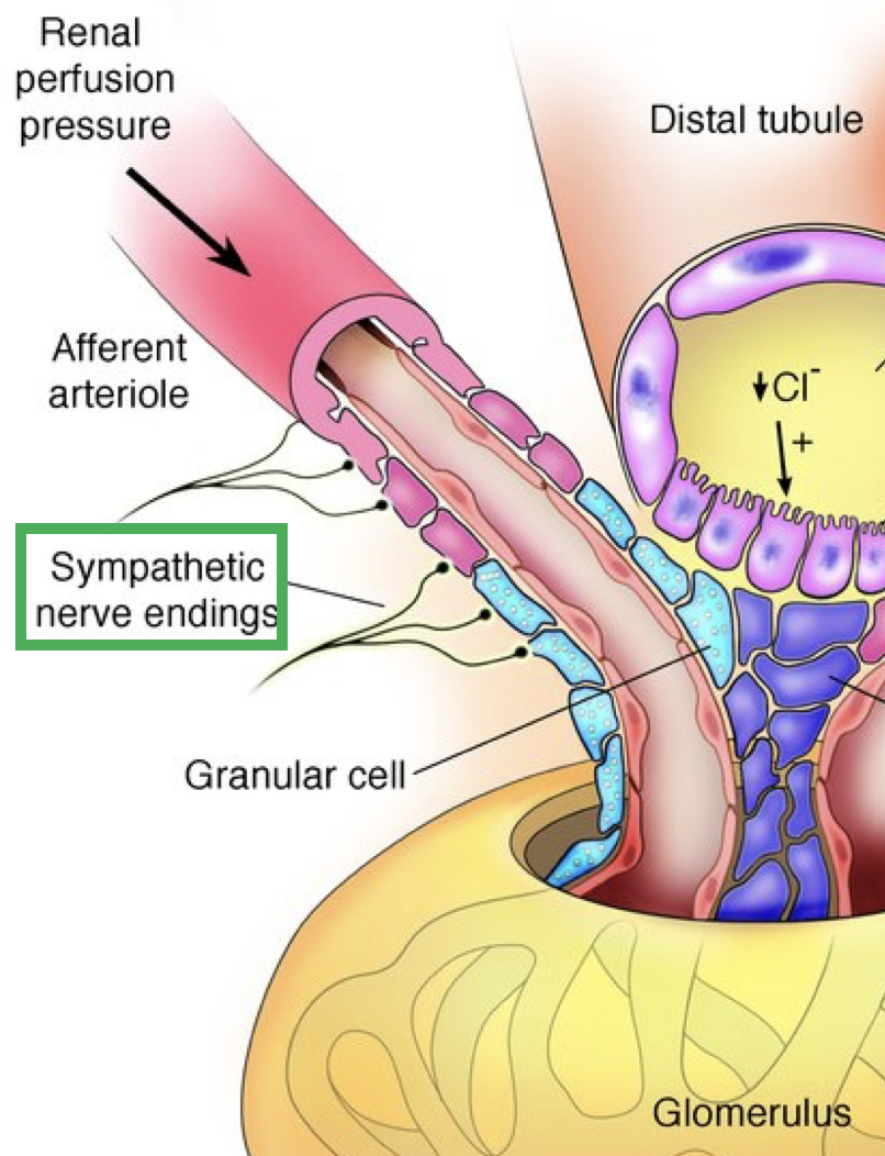 <p><strong>extrinsic controls</strong></p><p>-needed to</p><p>-<u>neural control</u>:</p><p>→ constricts</p><p>→ reduces</p><p>→ redirects</p>