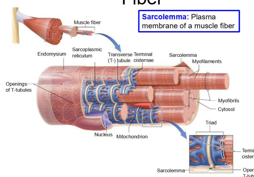 <ul><li><p>Sarcolemma: Plasma membrane of a muscle fiber</p></li><li><p>Myofibril – proteins involved in cell contraction</p></li><li><p>Sarcoplasmic reticulum – smooth endoplasmic reticulum that stores and releases Ca2+</p></li><li><p>Transverse tubules (T-tubules) – inward extensions of sarcolemma that form a tunnel-like network and filled with extracellular fluid.</p></li><li><p>Terminal cisternae – enlarged portions of the sarcoplasmic reticulum on either side of T- tubules</p></li></ul><p></p>