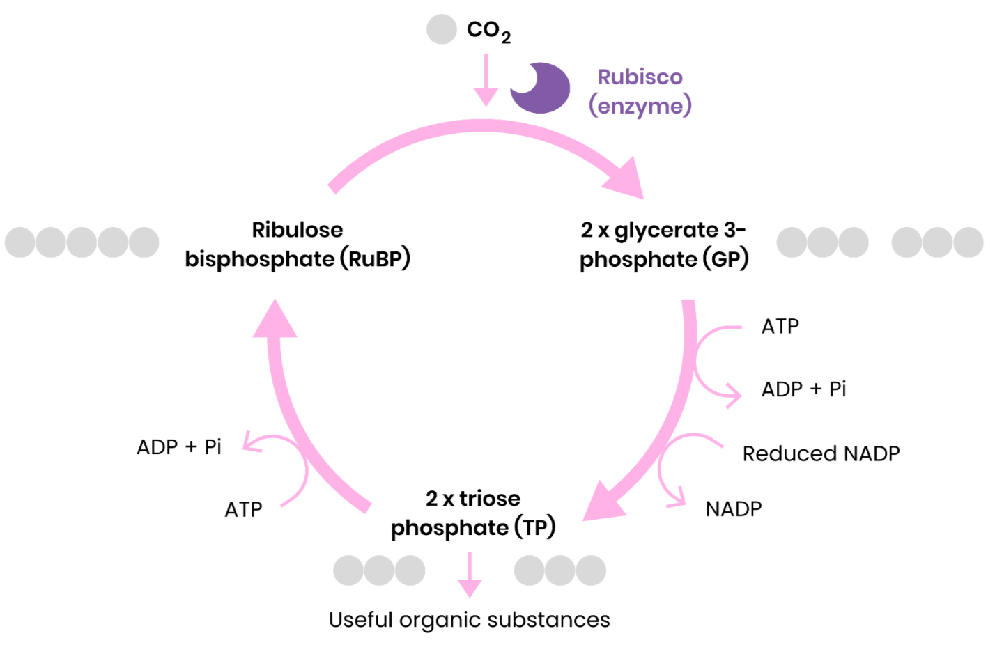 <p>1. CO2 reacts with ribulose bisphosphate (RuBP)</p><p style="text-align: left;">Catalysed by the enzyme rubisco</p><p style="text-align: left;"></p><p>2. Forming 2 glycerate 3-phosphate (GP) molecules</p><p></p><p>3. GP reduced to triose phosphate (TP)</p><p>Using products from light-dependent reaction - reduced NADP &amp; energy from ATP hydrolysis</p><p></p><p>4. Some TP converted to useful organic substances (eg. glucose)</p><p></p><p>5. Some TP used to regenerate RuBP in the Calvin cycle (using energy from ATP hydrolysis)</p>