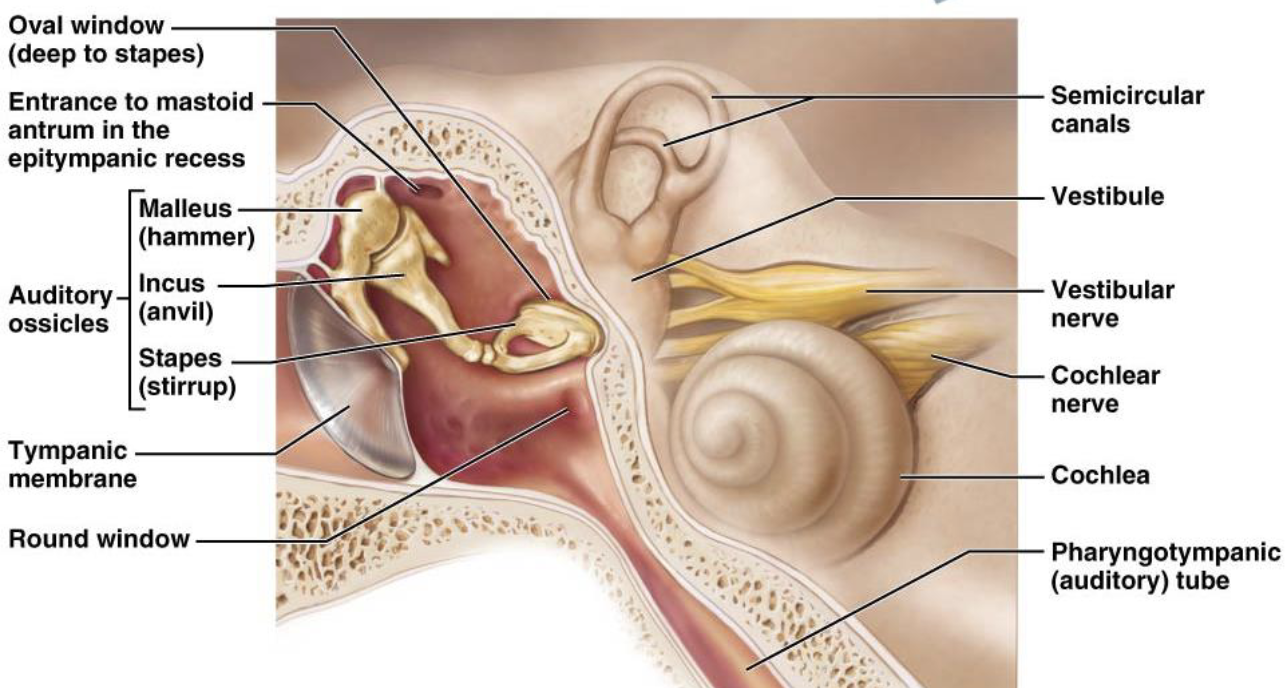 <p>III. Pharyngotympanic Tube</p><ol><li><p>What connects the middle ear to the nasopharynx?</p></li><li><p>What is the pharyngotympanic tube continuous with?</p></li></ol><ul><li><p>What may result from an ascending infection through the pharyngotympanic tube?</p></li></ul><p></p>