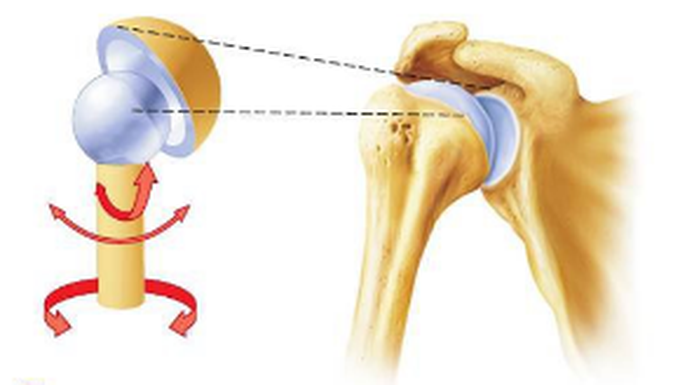 <p>Ball and socket joint; 3 (flex/ext, abd/add, IR/ER) </p>