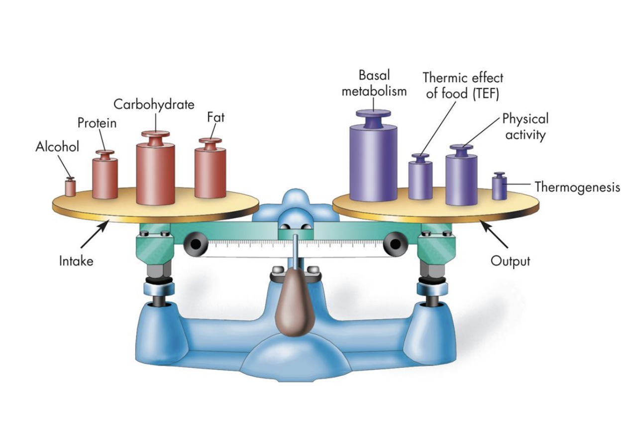 <p><strong>-Basal metabolism:</strong> metabolic cost of living to keep gong; <mark data-color="green" style="background-color: green; color: inherit;">largest fraction!</mark></p><p><strong>-Physical activity:</strong> “intential exercise”</p><p><strong>-Thermic effect of food: </strong>energy to digest food; <mark data-color="blue" style="background-color: blue; color: inherit;">protein > carbs > fats</mark></p><p><strong><mark data-color="red" style="background-color: red; color: inherit;">-Non-exercise activity thermogenesis (NEAT):</mark></strong> ex=body posture, standing up, on feet all day; <em>non-intentional</em> movement</p>