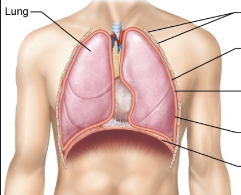 <p>Lung Serosa </p>