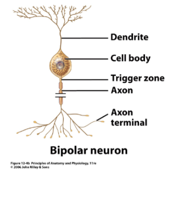 <p>bipolar neurone</p>