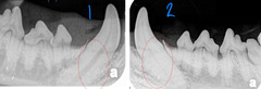 <p>Which of these images contains nonvital teeth?</p>