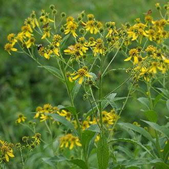 <p>Forb - Tall native perennial with yellow flower heads and distinctive leafy “wings” on its stems. Grows along woodland edge<span>,</span> streambanks, and moist fields; valuable to pollinators.T</p>