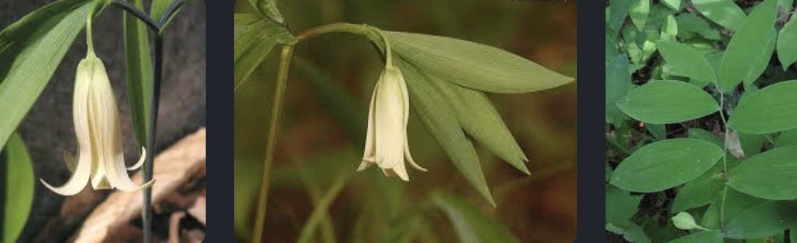 <p>Uvularia sessilifolia</p>