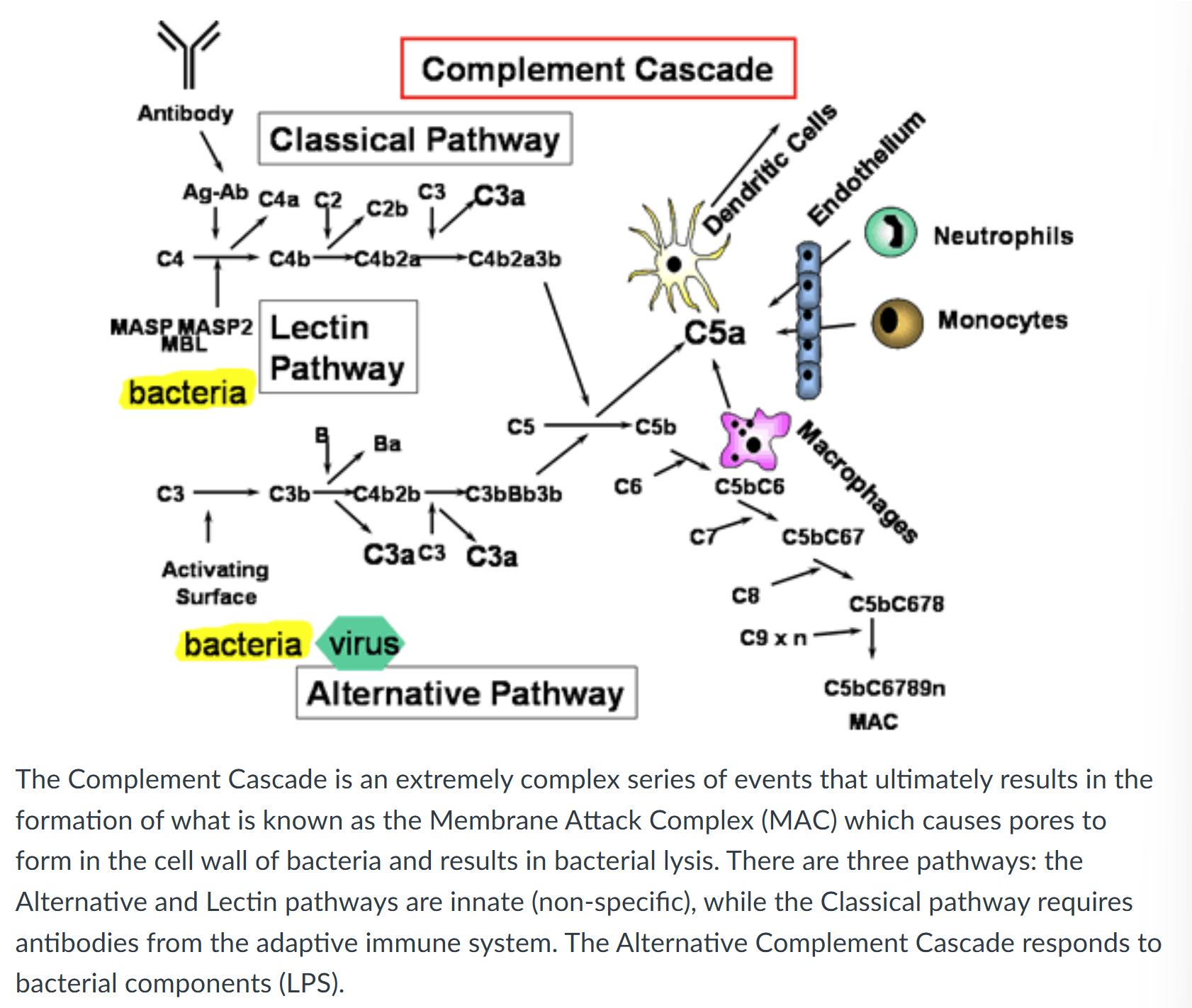 <ol type="1"><li><p><span style="font-family: "Century Gothic";">enzyme produced by various immune cells including macrophages, neutrophils, epithelial cells</span></p><ul><li><p><span style="font-family: "Century Gothic";">breaks down cell wall of some bacteria by breaking down peptidoglycan layer of Gram-positive orgs</span></p></li><li><p><span style="font-family: "Century Gothic";">can't access peptidoglycan layer in gram-negative pathogens cuz needs to work with other molecs like cationic peptides / complement proteins</span></p></li></ul></li></ol><p></p>