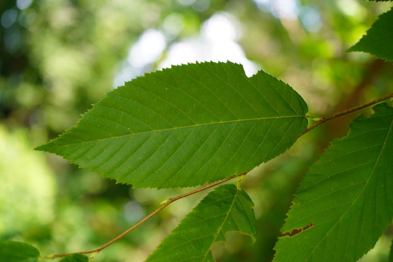 <p>Leaf: deciduous, alternate, simple, 2-4” long, doubly-serrate, dull green above, yellowish below</p><p>Flower: resembles a hops flower—looks similar to another in Betulaceae family</p><p>Bark: Cat scratch bark typical of Cupressaceae</p>