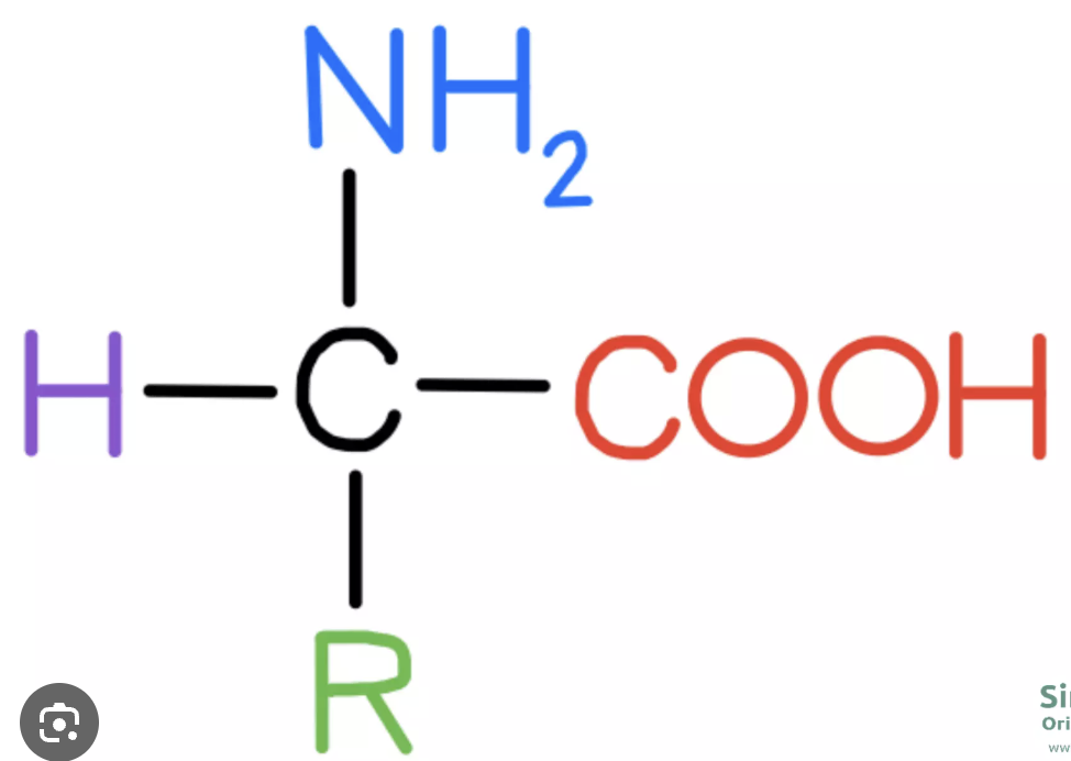 <p>protein/amino acid</p>