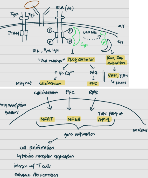 <p><strong>pt 1: B cell Ag [5] and signaling (BCR)</strong></p><p><span style="background-color: transparent;">BCR complex (Y-shaped protein [1] + [2] and [3]) signals to B cell for detection of non-self</span></p><ul><li><p><span style="background-color: transparent;">[1] (membrane-bound Ig) interacts with [2] and [3] that are also on B cell → sends signals into B cell</span></p></li><li><p><span style="background-color: transparent;">on [2]/[3] are [4] [4]-[4] [4] [4] (ITAMs) that trigger an activation cascade</span></p></li></ul><p><span style="background-color: transparent;"><u>when the B cell [5] (BCR)’s [1] binds Ag, that triggers the [6] of [4] [4]-[4] [4] [4] domains in [2] and [3]</u></span></p><ul><li><p><span style="background-color: transparent;">[6] events involve </span><span style="background-color: transparent; color: green;">[7] [7] (enzymes) – [8], [9], and [10]</span></p><ul><li><p><span style="background-color: transparent; color: red;"><u>[11] [11]</u>: [12]-[12]</span><span style="background-color: transparent;"> activation occurs, which leads to two pathways</span></p><ul><li><p><span style="background-color: transparent;">increased intracellular <em>[13] </em>levels → </span><span style="background-color: transparent; color: blue;">[14] <u>enzyme</u></span></p></li><li><p><span style="background-color: transparent;"><em>[15] </em>→ </span><span style="background-color: transparent; color: blue;">[16] <u>enzyme</u></span></p></li></ul></li></ul></li><li><p><span style="background-color: transparent;">the [17] molecule, [18], (green) binds and sends a downstream signal to other molecules via cross-linking</span></p><ul><li><p><span style="background-color: transparent; color: red;"><u>[11] [11]</u>: [19], [20] </span><span style="background-color: transparent;">activation</span></p><ul><li><p><span style="background-color: transparent;">then </span><span style="background-color: transparent; color: blue;">[21], [22] kinase (<u>enzyme</u>)</span><span style="background-color: transparent;"> activation</span></p></li></ul></li></ul></li></ul><p><span style="background-color: transparent;">inside the [23], all of the latest signals ([14], [16], [21]) converge to target </span><span style="background-color: transparent; color: purple;">[24] factors – [25], [26], and [27]</span><span style="background-color: transparent;"> for gene activation that expresses:</span></p><ul><li><p><span style="background-color: transparent;">cell [28]</span></p></li><li><p><span style="background-color: transparent;">[29] [5] expression</span></p></li><li><p><span style="background-color: transparent;">[29]</span></p></li><li><p><span style="background-color: transparent;">proteins for interaction with [30] cells</span></p></li><li><p><span style="background-color: transparent;">enhance [31] secretion</span></p></li></ul><p></p>