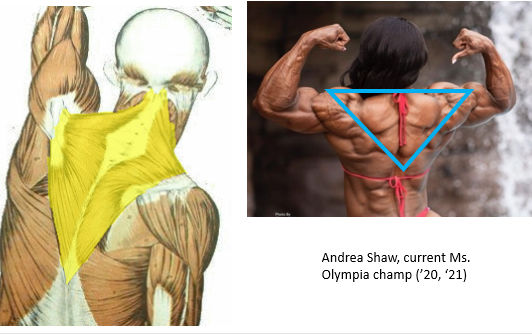 <p>What muscle is being depicted? and what is its action? </p>
