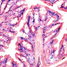 <p>alkaline phosphatase mode of action</p>