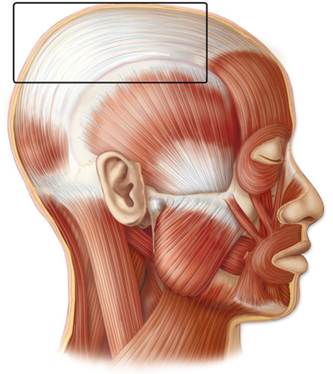 <p>A cordlike tendon or a flat sheet.</p>