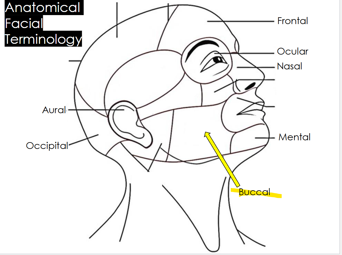 The cheek area, on the side of the face