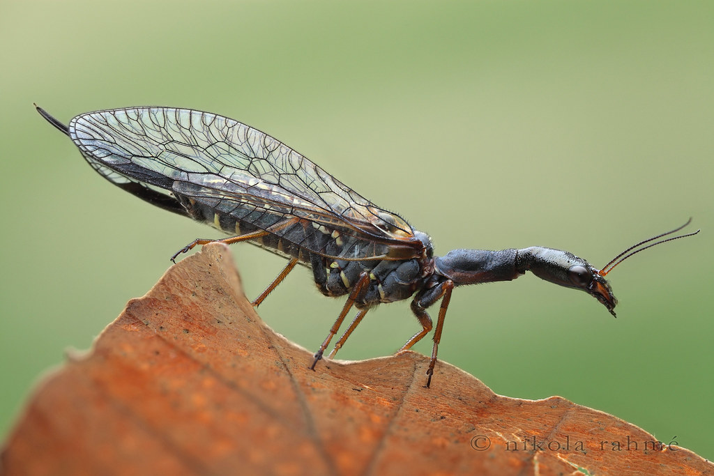 <p><em>Snakeflies</em></p><ul><li><p><strong>Holometabolous</strong></p></li><li><p><strong>Live in forests</strong></p></li><li><p>Predators, but also pollen-eaters</p></li><li><p><strong>Only occur in northern hemisphere</strong></p></li><li><p><strong>Description (general):</strong></p><ul><li><p><strong>Large compound eyes</strong></p></li><li><p><strong>Antennae present</strong></p></li><li><p><strong>Chewing mouthparts</strong></p></li><li><p><strong>2 pairs of membranous wings</strong></p></li><li><p><strong>6 Legs</strong></p></li></ul></li></ul><p></p>