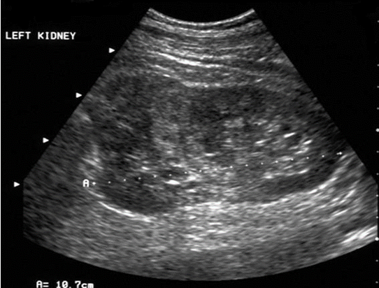 <p>What pathology is this</p>