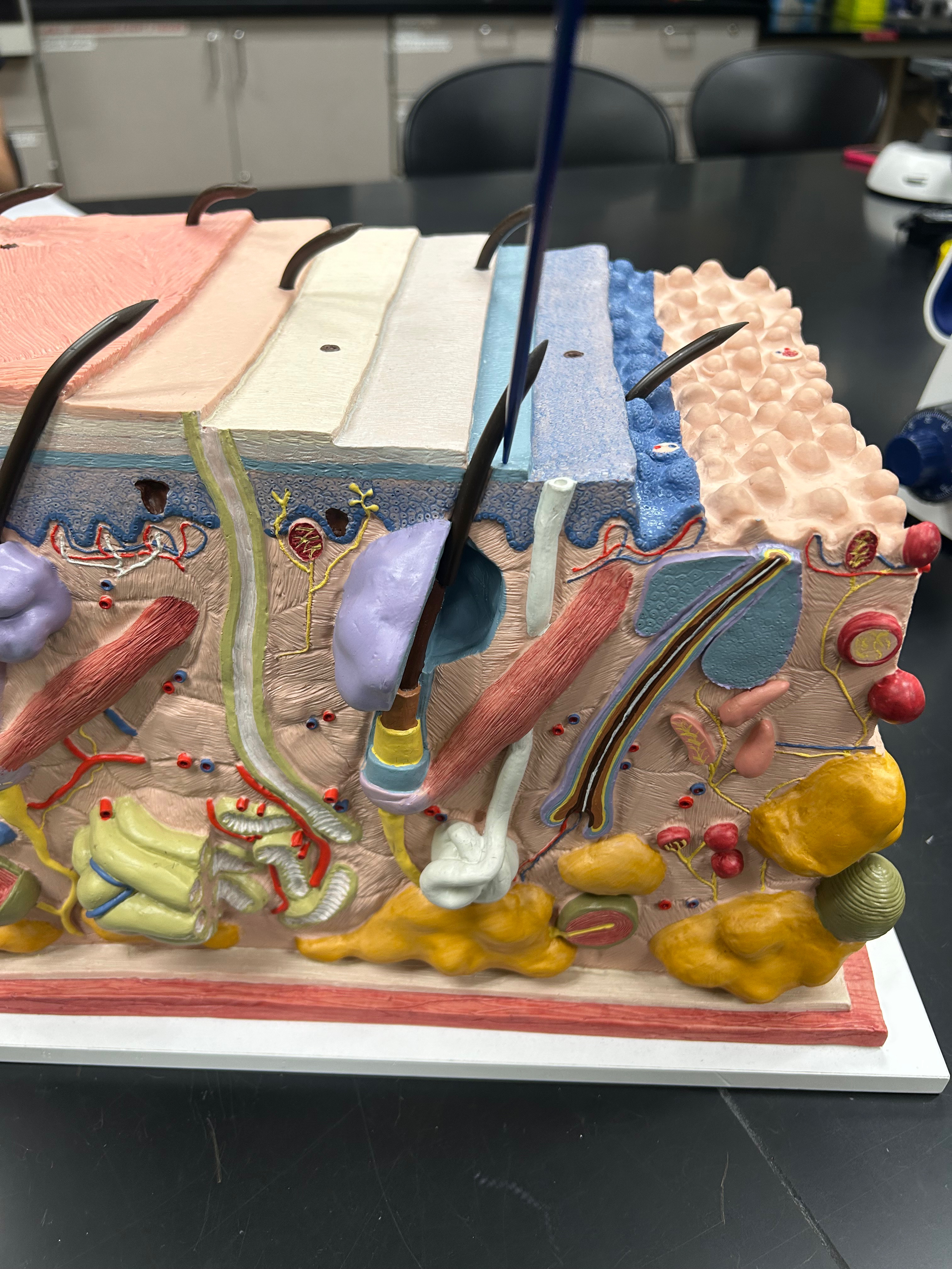 <p>Identify Layer</p>