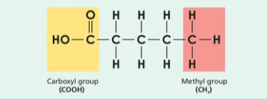 <ul><li><p>each carbon atomn fully saturated with its full quota of hydrogen atoms</p></li><li><p>no double bonds</p></li><li><p>solid at room temp</p></li><li><p>High melting point</p></li><li><p>animal sources typically e.g butyric acid in butter, stearic acid in meat</p></li></ul><p></p>