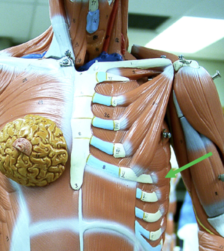 <p><span>Identify the muscle indicated by the pointer.</span></p>