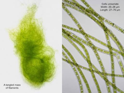 <p>green algae</p>