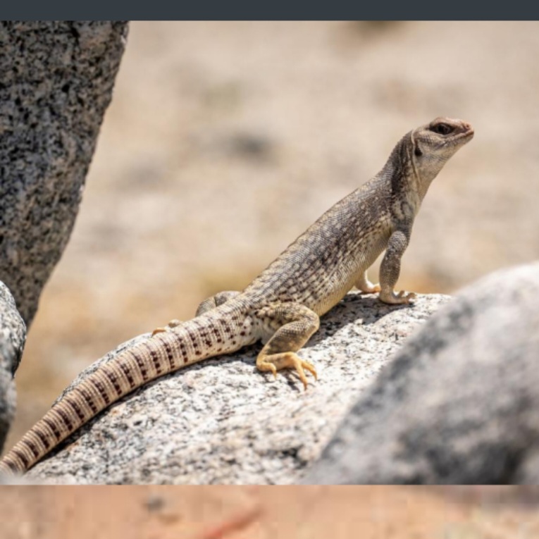 <p>name this animal</p>