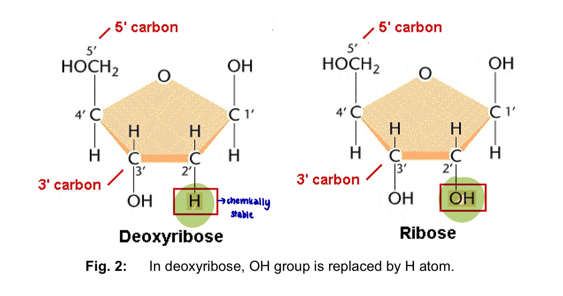 <ul><li><p>5-carbon sugars and occur as <strong>ring</strong> forms</p></li><li><p>in nucleic acids, the<strong> 5’ carbon</strong> is linked in an <strong>ester bond</strong> to the <strong>phosphate group </strong></p></li><li><p>the<strong> 1’ carbon</strong> is linked in a <strong>glycosidic bond</strong> to the <strong>nitrogenous base </strong></p></li><li><p><u>difference</u> between <u>ribose</u> and <u>deoxyribose</u> sugars </p></li></ul><ol><li><p>(OH or H) at the<strong> 2’ carbon</strong> of deoxyribose, the <strong>hydroxyl</strong> group (-OH) is <u>replaced</u> by a <strong>hydrogen</strong> atom (H) </p></li><li><p>led to significant differences in <u>structure</u> and <u>functions </u></p></li></ol><p>—> (DNA coils more than RNA) partial negative charge of the <strong>-OH group</strong> in ribose <strong>repels</strong> the -ve charge of the <strong>phosphate</strong>, <strong>preventing the RNA chain from coiling in</strong> as tight as a helix as it does in DNA </p><p>—> <strong>RNA</strong> is <u>more</u> susceptible to chemical and enzyme <strong>degradation </strong></p><p></p><p></p>