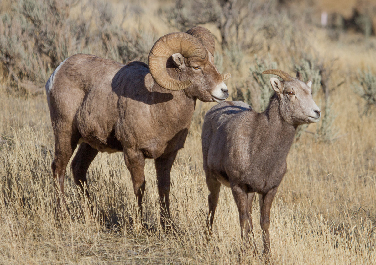<p>Weigh: Rams 130–300 lbs; ewes 70–150 lbs (varies by subspecies and region)</p><p>Outside breeding season: Sex-segregated groups are typical. Ewes form nursery bands with lambs; rams form bachelor groups, often in rugged, higher terrain. </p><p>Rut system: Strong <strong>hierarchical polygyny</strong>. Rams compete via head-butting contests to establish dominance ranks; top-ranked males gain access to estrous ewes. </p><p>Reproduction: ~180-day gestation; usually 1 lamb born in late spring to early summer. Lambs are precocial and follow the mother soon after birth.</p>