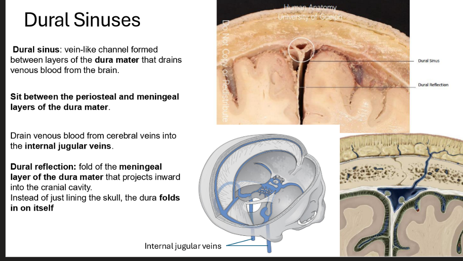 <ul><li><p>Vein-like channel formed between layers of the <strong>dura mater</strong> that drains venous blood from the brain </p><ul><li><p><em>sits between the periosteal and meningeal layers of the dura mater</em></p></li></ul></li><li><p>Drains venous bloodfrom the cerebral veins into the internal jugular veins</p></li><li><p><strong>Dural reflection:</strong></p><ul><li><p>Fold of the <strong>meningeal</strong> layer of the dura mater that projects inward into the cranial cavity</p></li><li><p>Instead of just lining the skull, the dura folds in on itself</p></li></ul></li></ul><p></p>