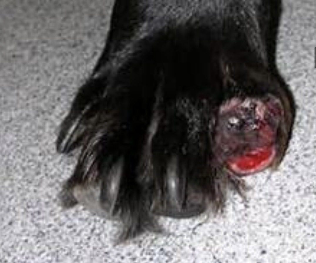 <img src="blob:null/b414183b-60fe-4448-a169-fb36cdc67656" width="254" height="190"><p>Black pigment, rapid growing, malignant tumor</p>