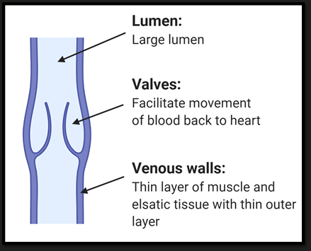 <ul><li><p>Thin walls</p></li><li><p>Some muscle</p></li><li><p>Valves</p></li><li><p>Reservoir = 60% of blood</p></li></ul><p></p>
